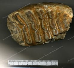 Фрагмент (передний) зуба слона Громова. Древний плейстоцен - верхний плиоцен, 1,5-2 млн. лет. Окаменевшая кость.