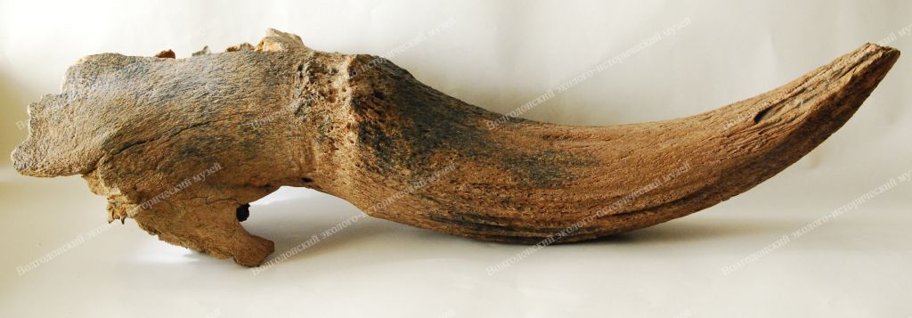 Фрагмент черепа ископаемого первобытного бизона с рогом. Поздний плейстоцен. Окаменевшая кость.