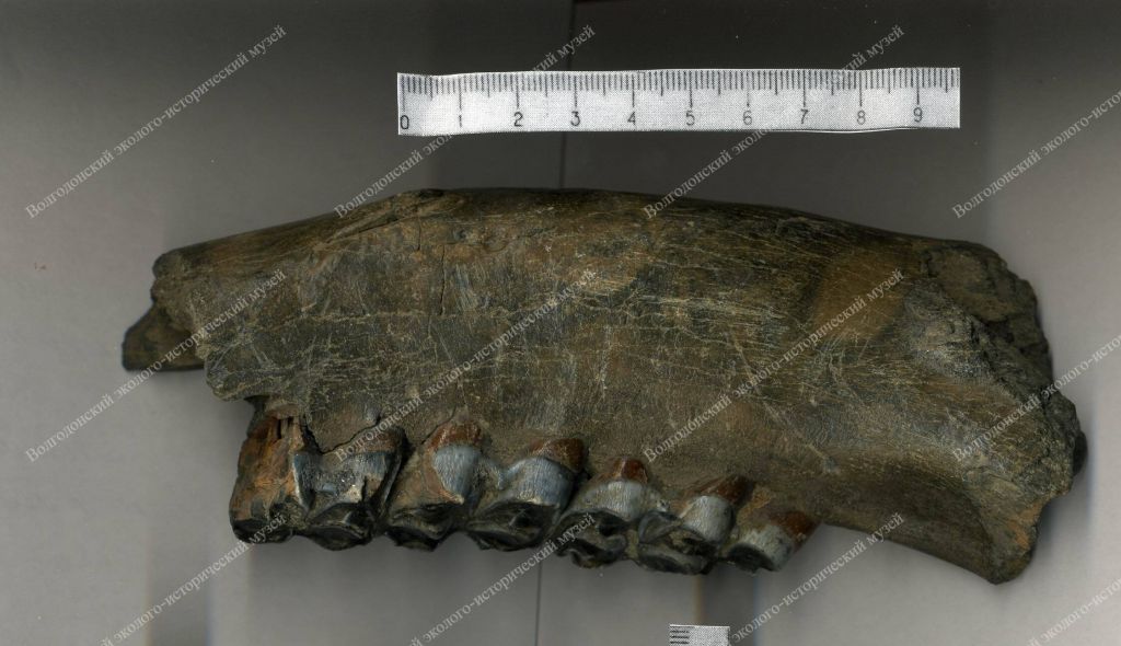Нижняя челюсть ископаемого жирафа. Неоген, Хапровский ярус. Окаменевшая кость.